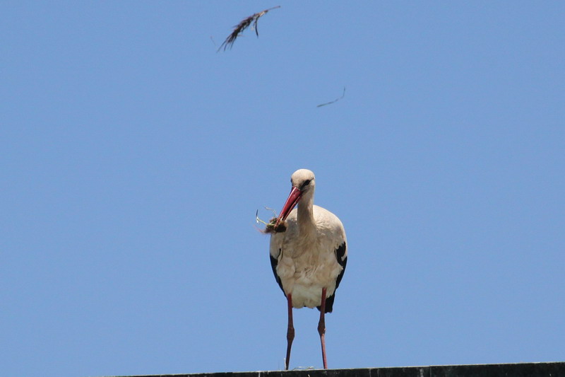 Weissstorch